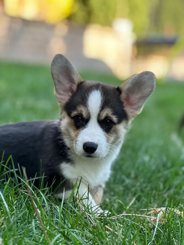 Pebble the puppy